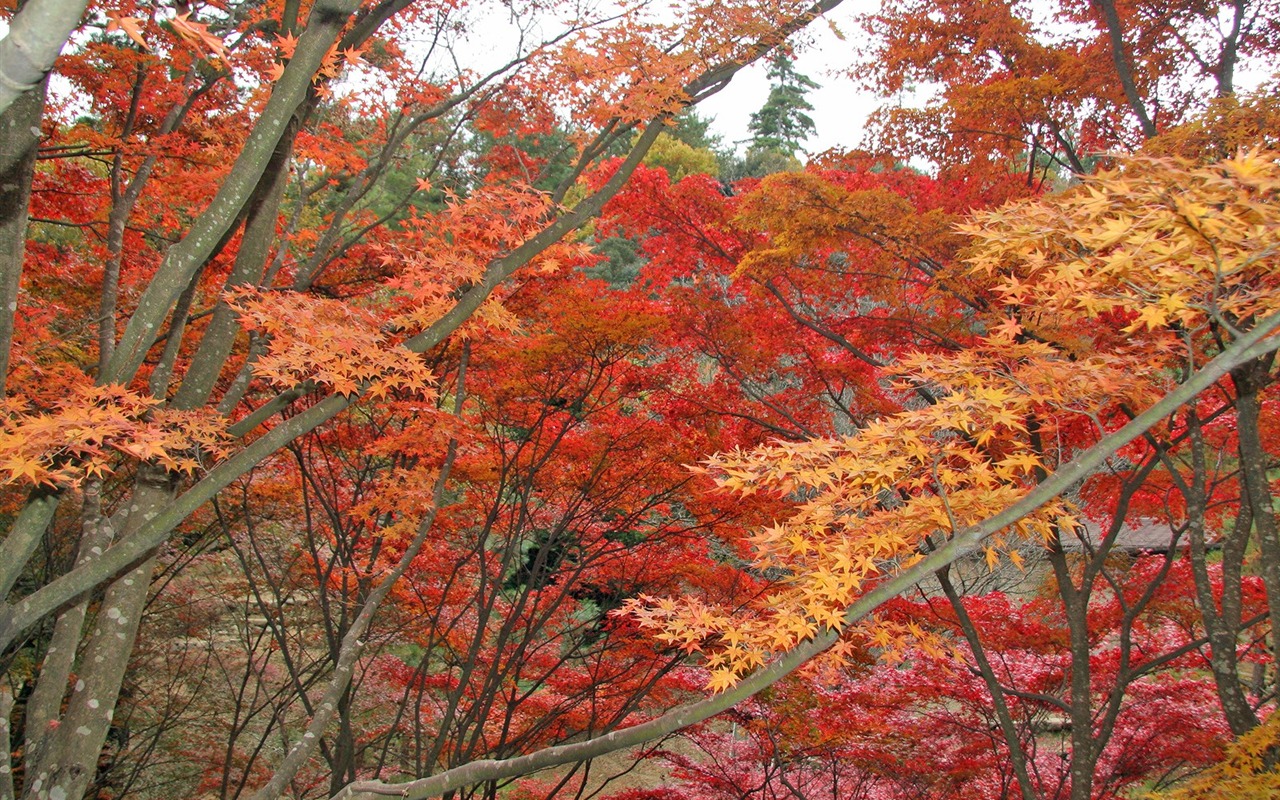 Maple sky wallpaper (1) #3 - 1280x800