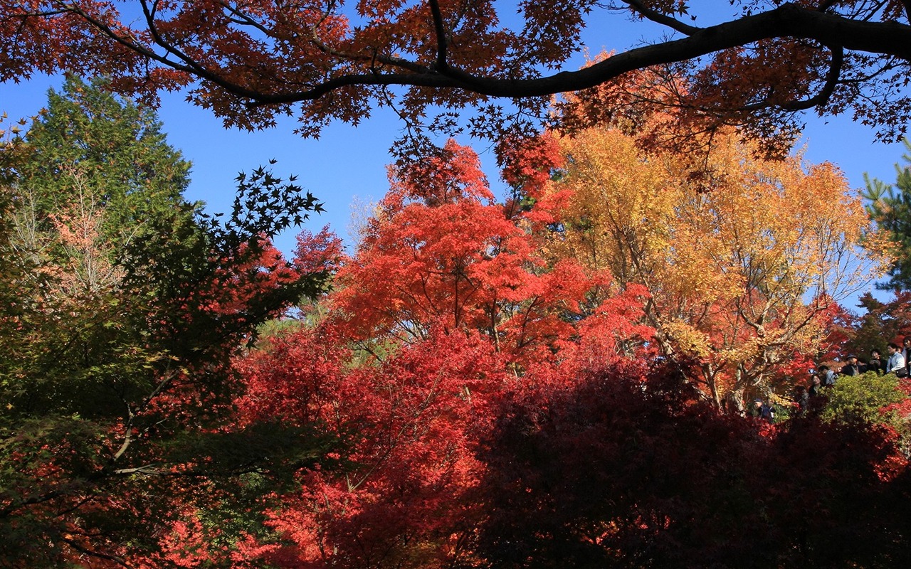 Maple sky wallpaper (1) #4 - 1280x800