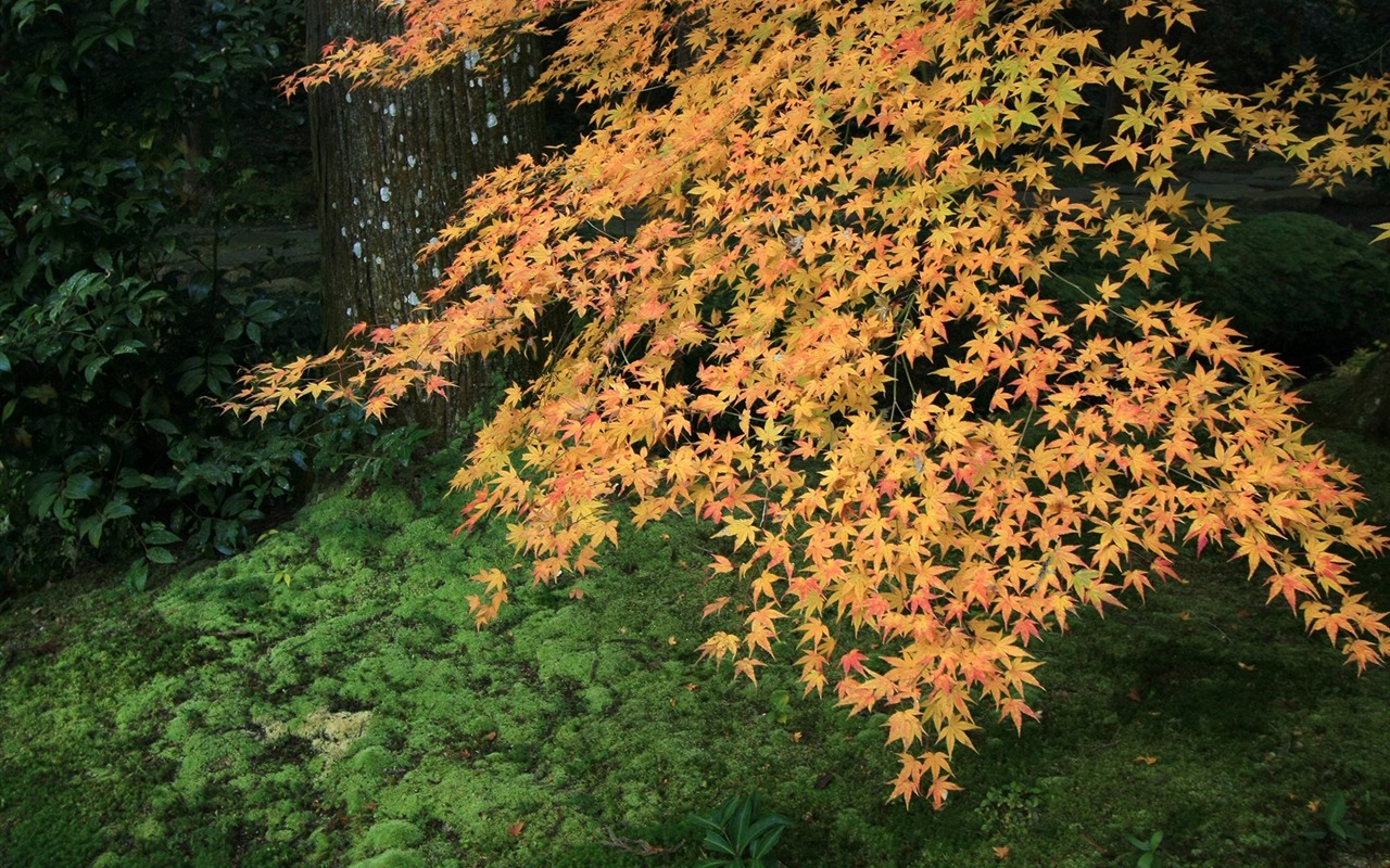 Maple nebe tapety (1) #5 - 1280x800