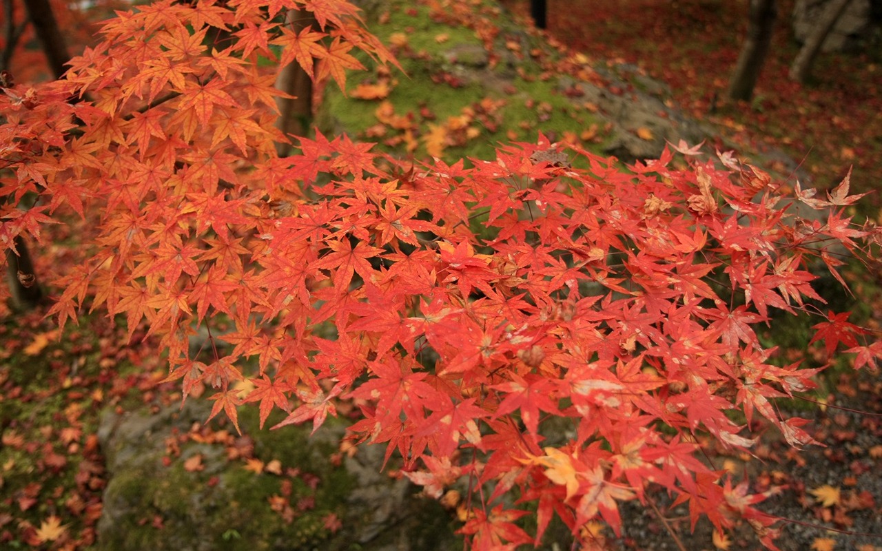 Maple sky wallpaper (1) #6 - 1280x800