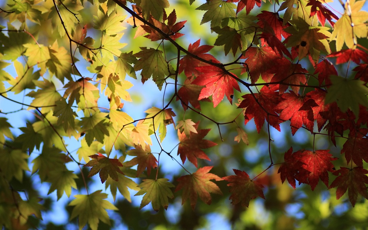 Maple sky wallpaper (1) #8 - 1280x800