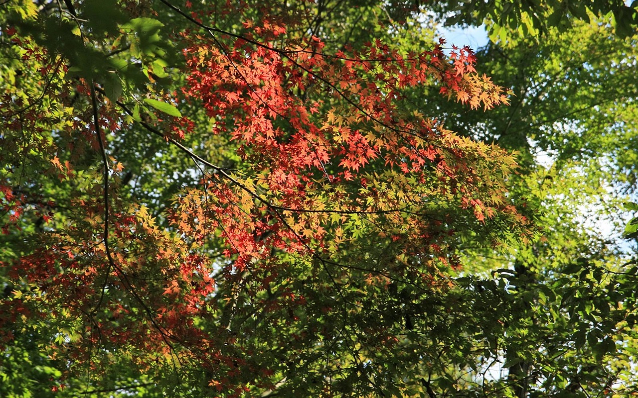 Maple sky wallpaper (1) #11 - 1280x800