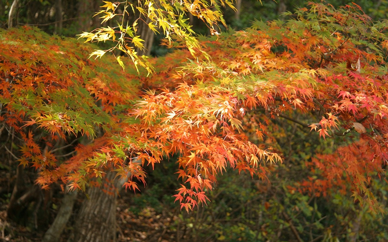 Maple sky wallpaper (1) #12 - 1280x800