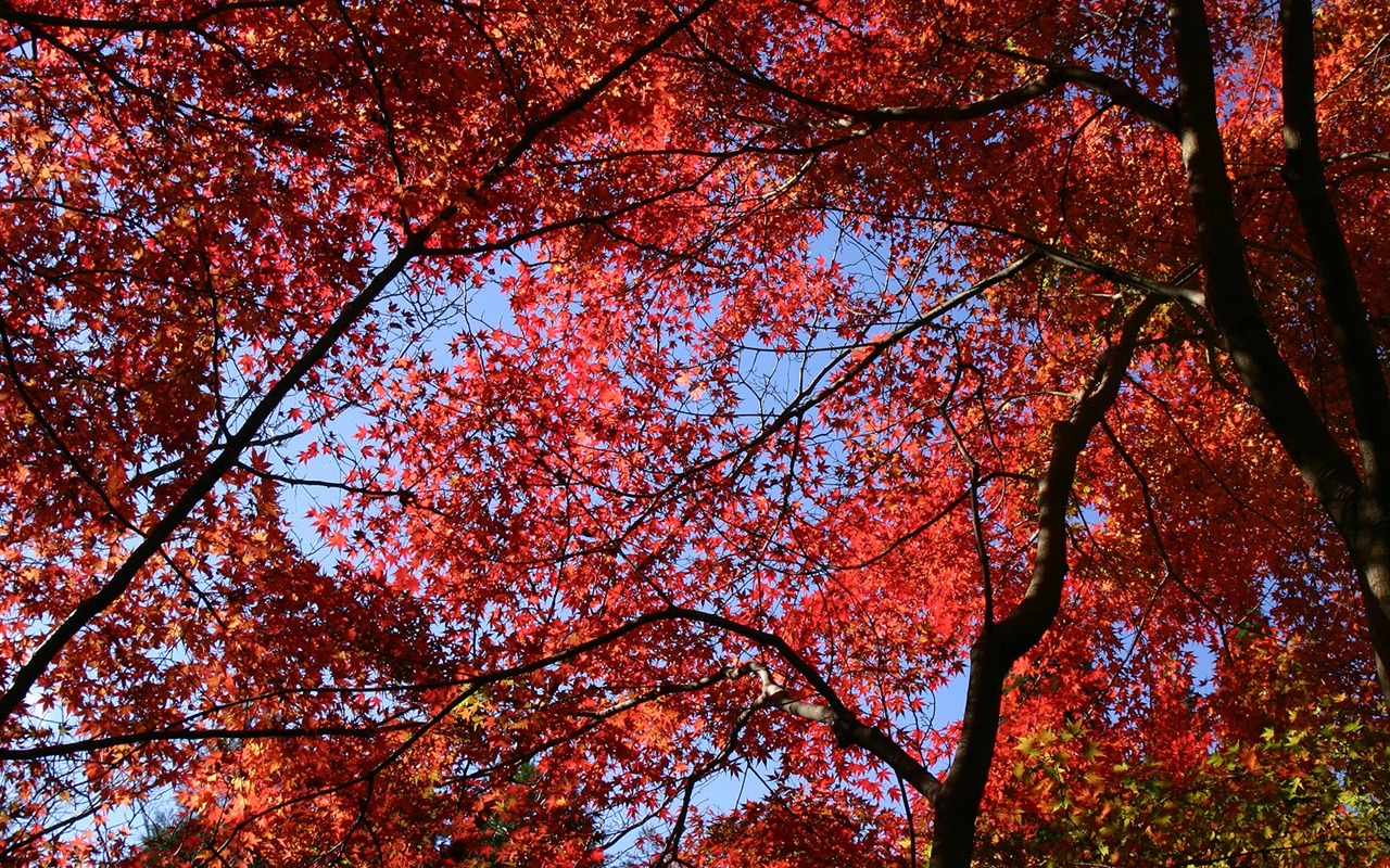 楓葉滿天 壁紙(一) #14 - 1280x800