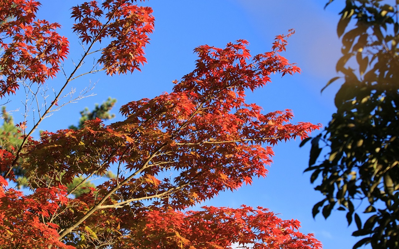 Maple sky wallpaper (1) #15 - 1280x800