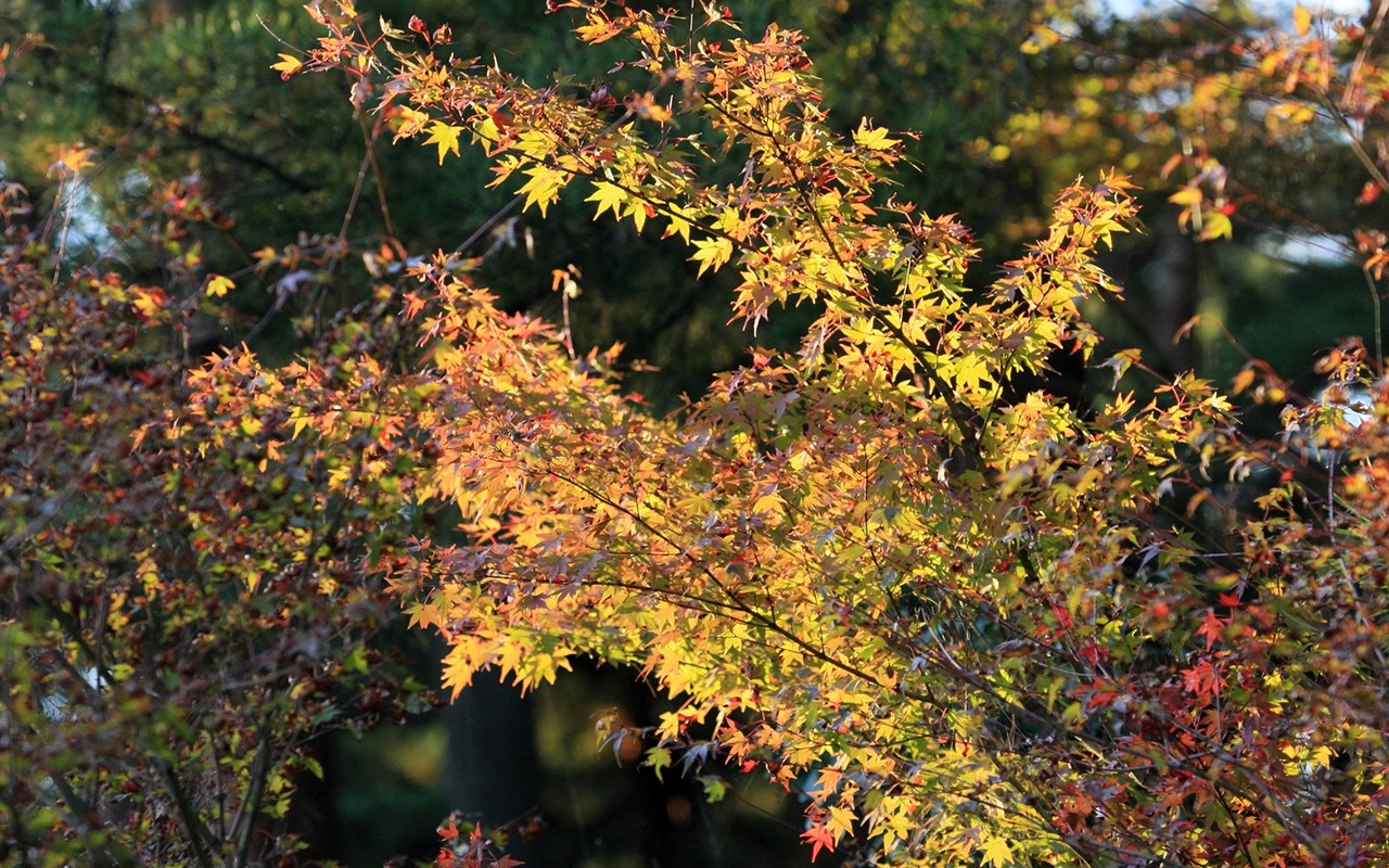 Maple sky wallpaper (1) #16 - 1280x800