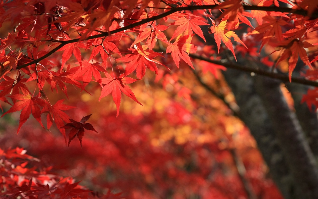 Maple sky wallpaper (1) #17 - 1280x800