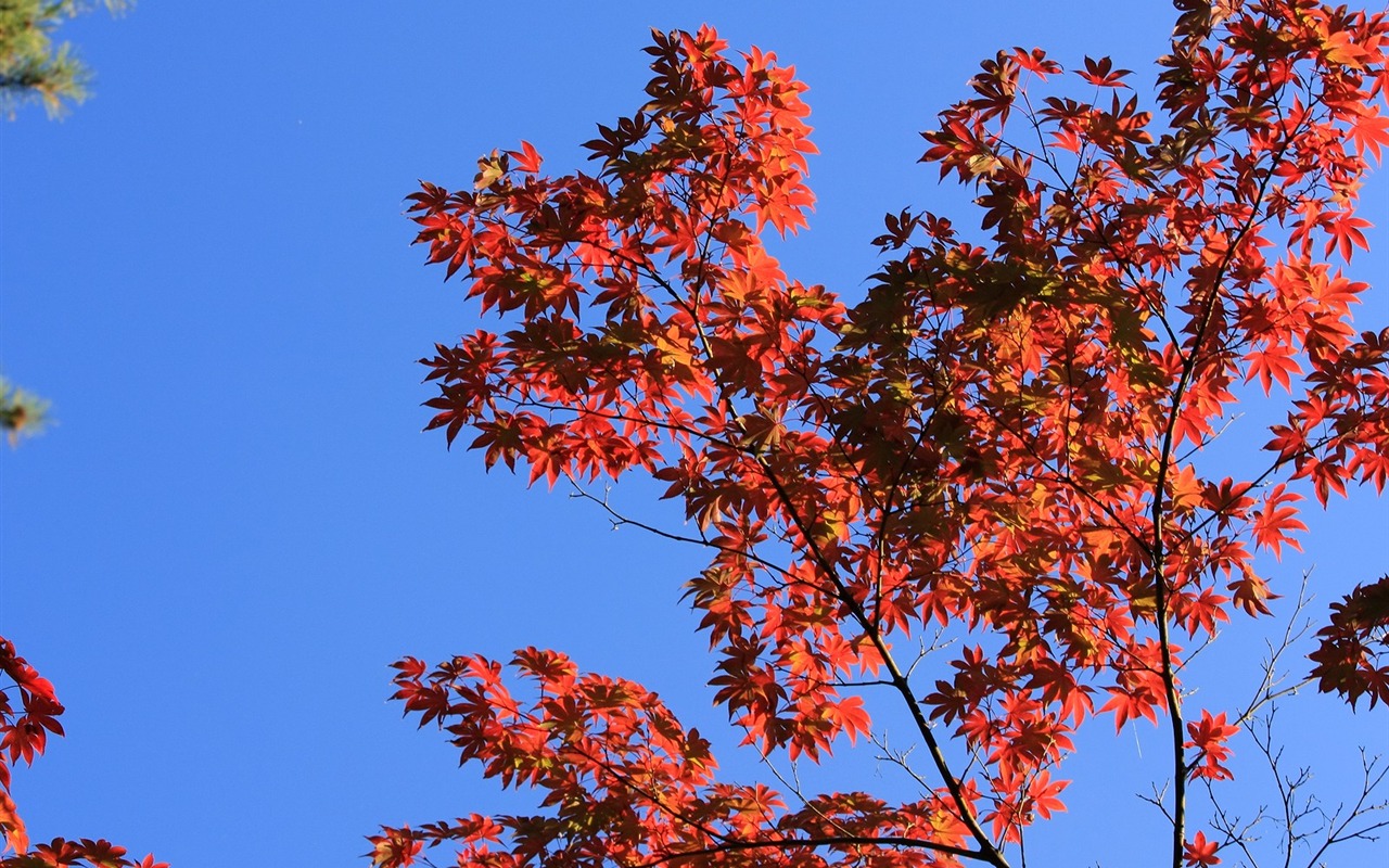 Maple sky wallpaper (1) #18 - 1280x800