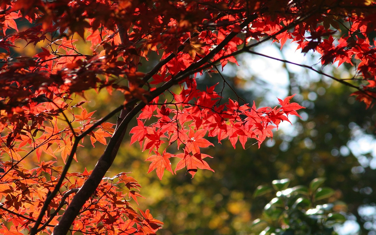 Maple sky wallpaper (1) #19 - 1280x800