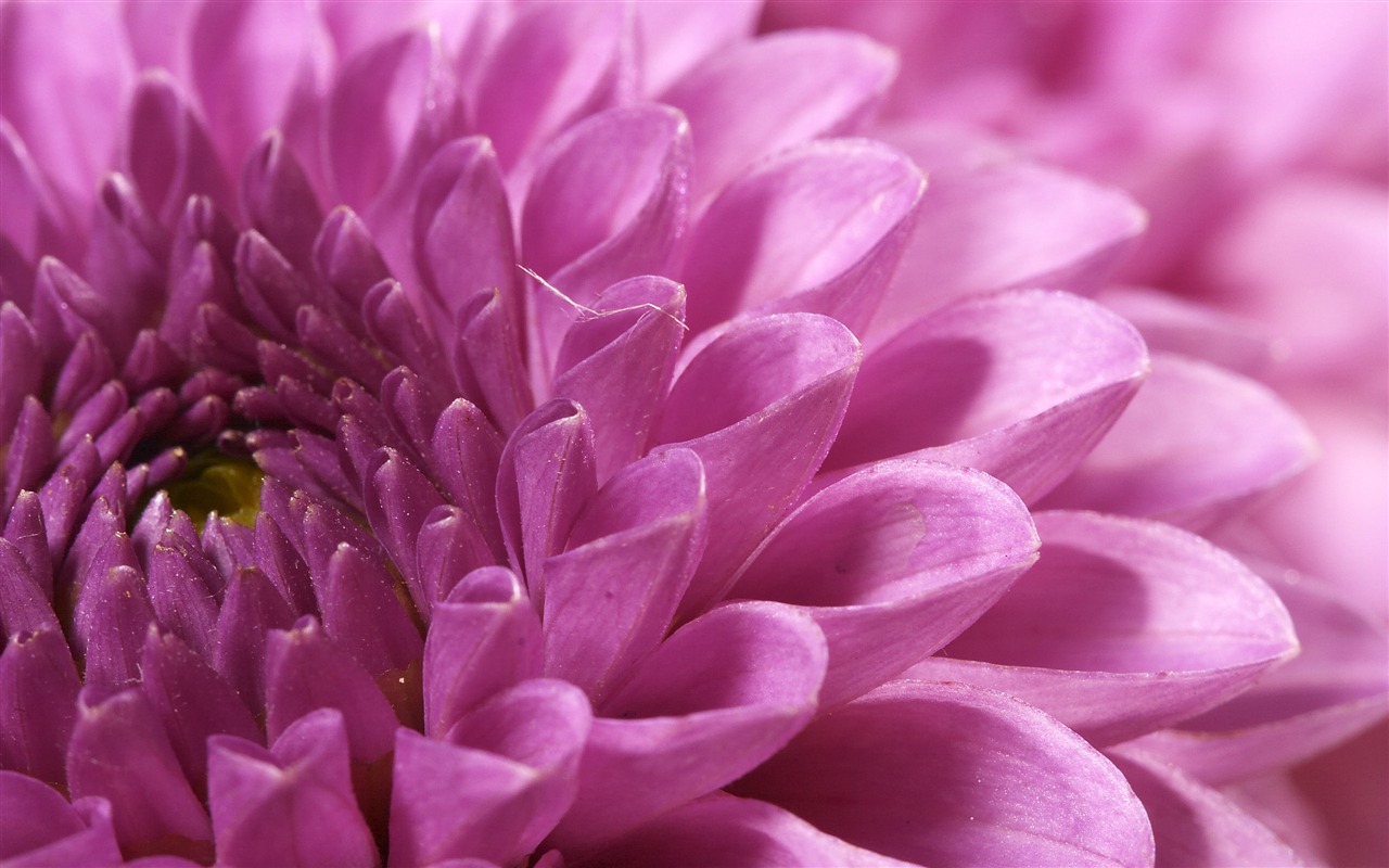 超大鲜花特写 壁纸(四)6 - 1280x800