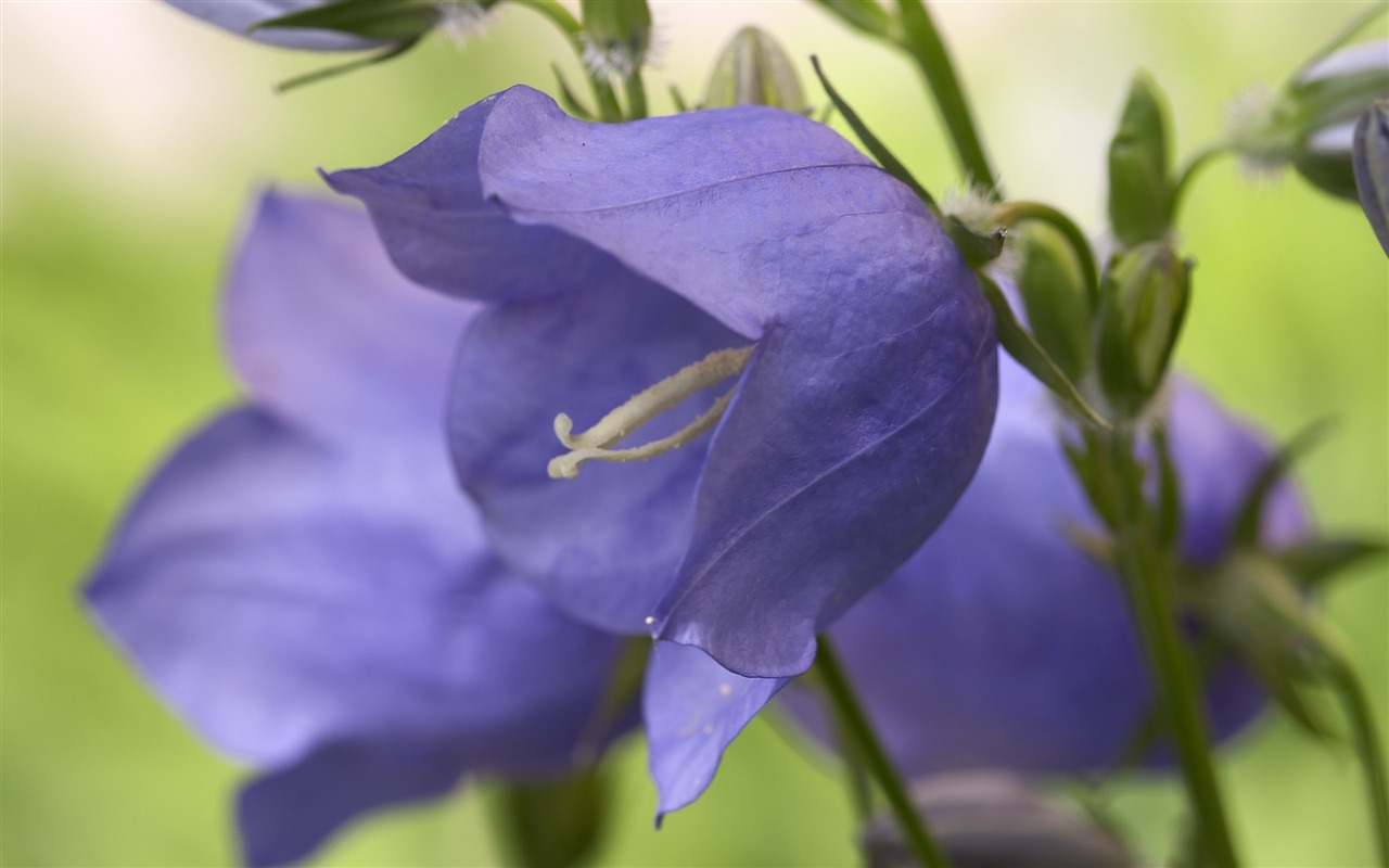 超大鲜花特写 壁纸(四)13 - 1280x800