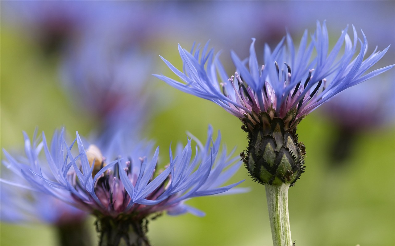 Large Flower Feature Wallpaper (4) #19 - 1280x800