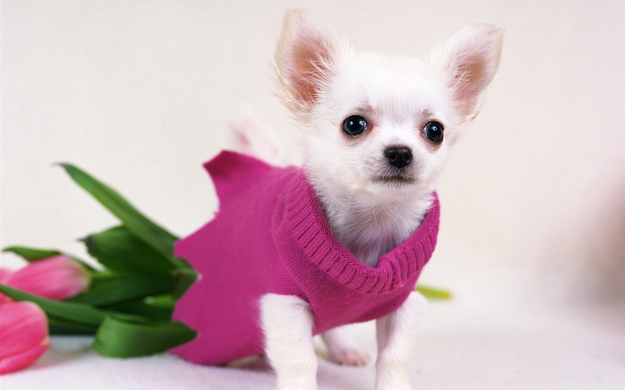 1600 dog photo wallpaper (14) #4 - 1280x800