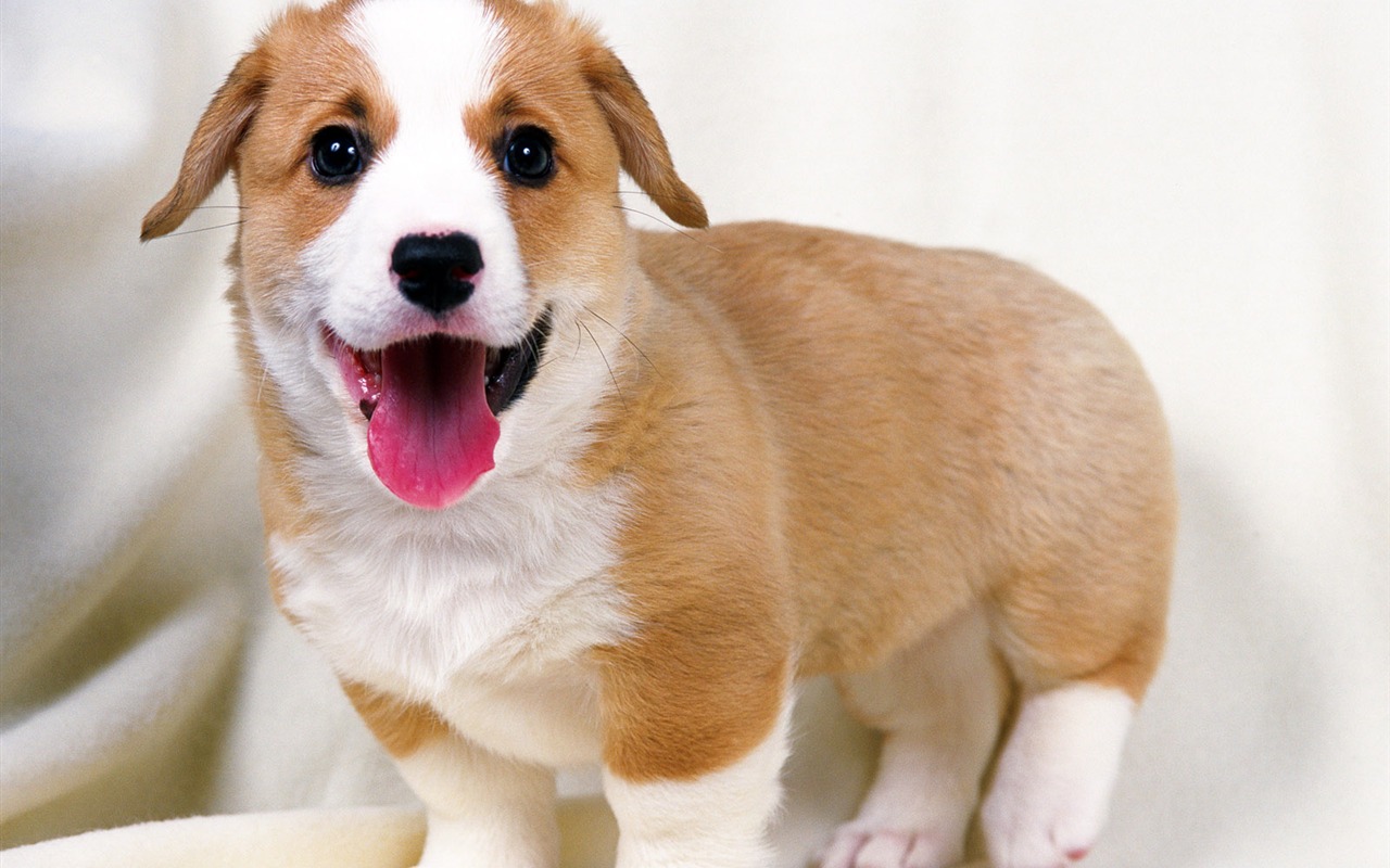 1600 dog photo wallpaper (14) #5 - 1280x800