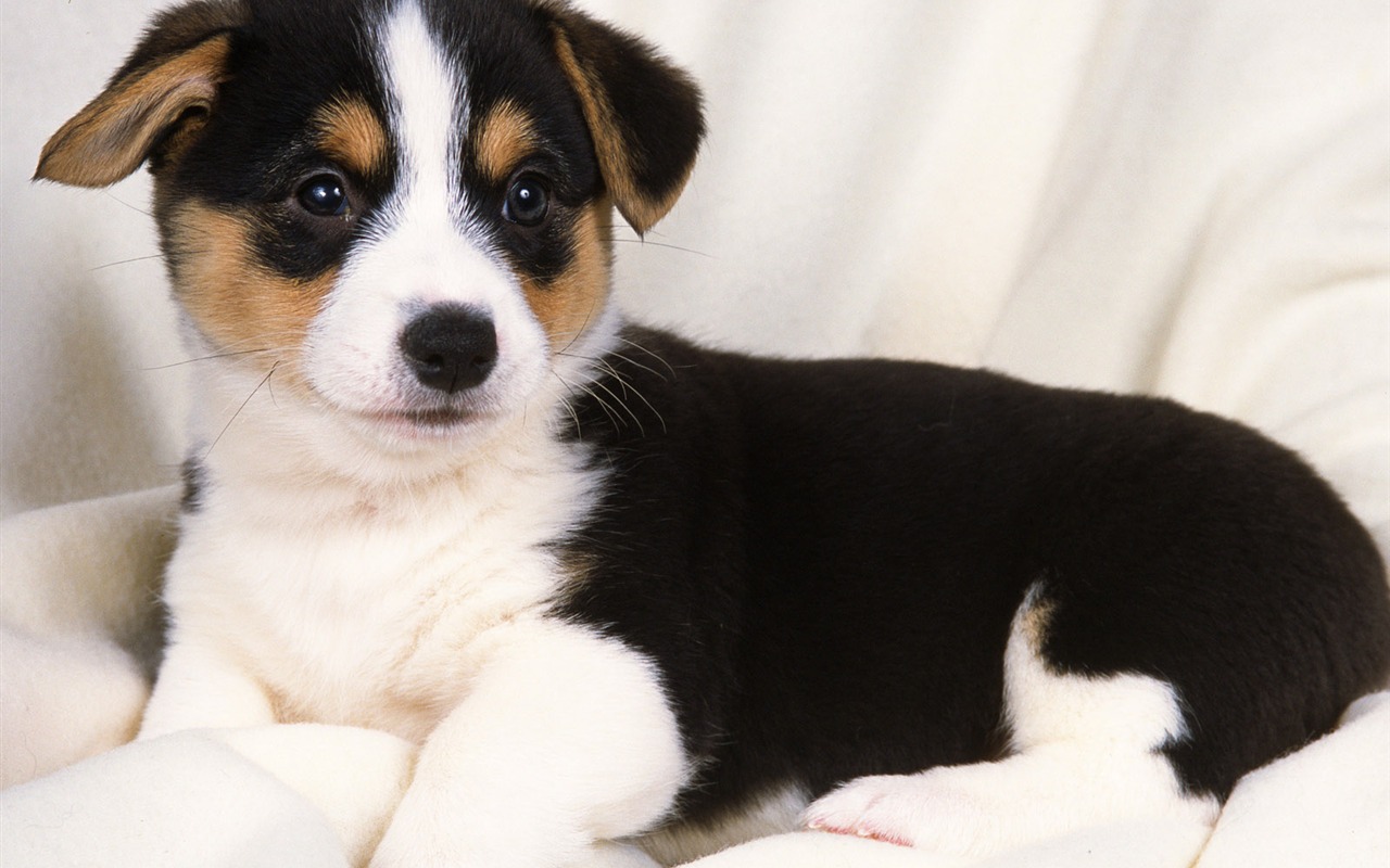 1600 dog photo wallpaper (14) #7 - 1280x800
