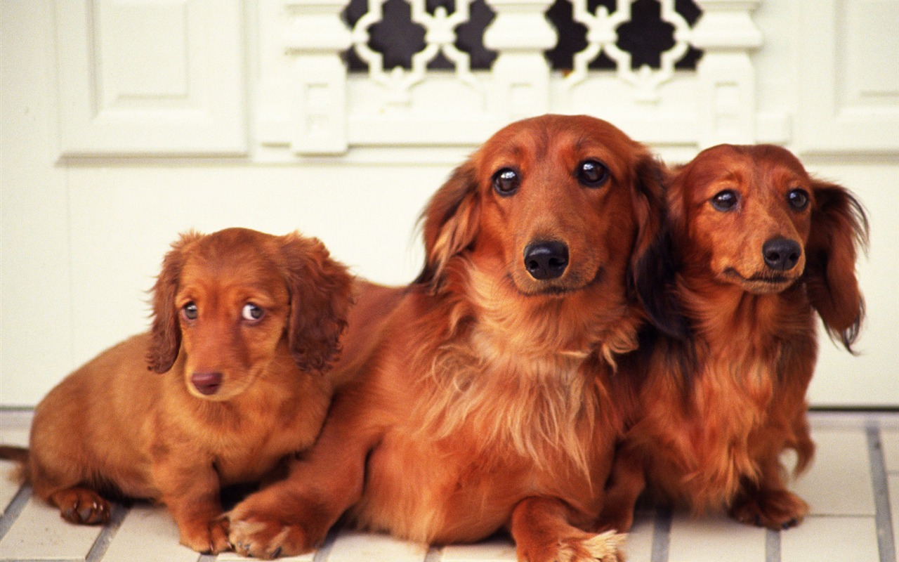 1600 dog photo wallpaper (14) #10 - 1280x800