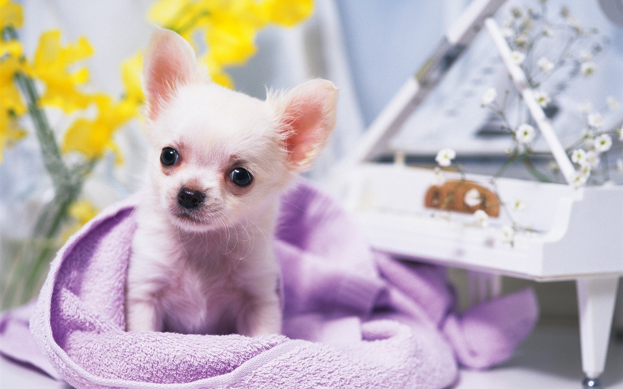 1600 dog photo wallpaper (14) #13 - 1280x800