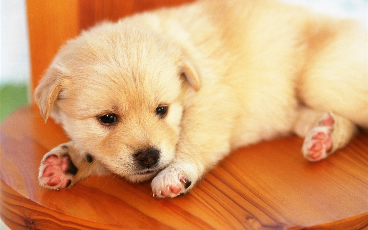 1600 dog photo wallpaper (14) #14 - 1280x800