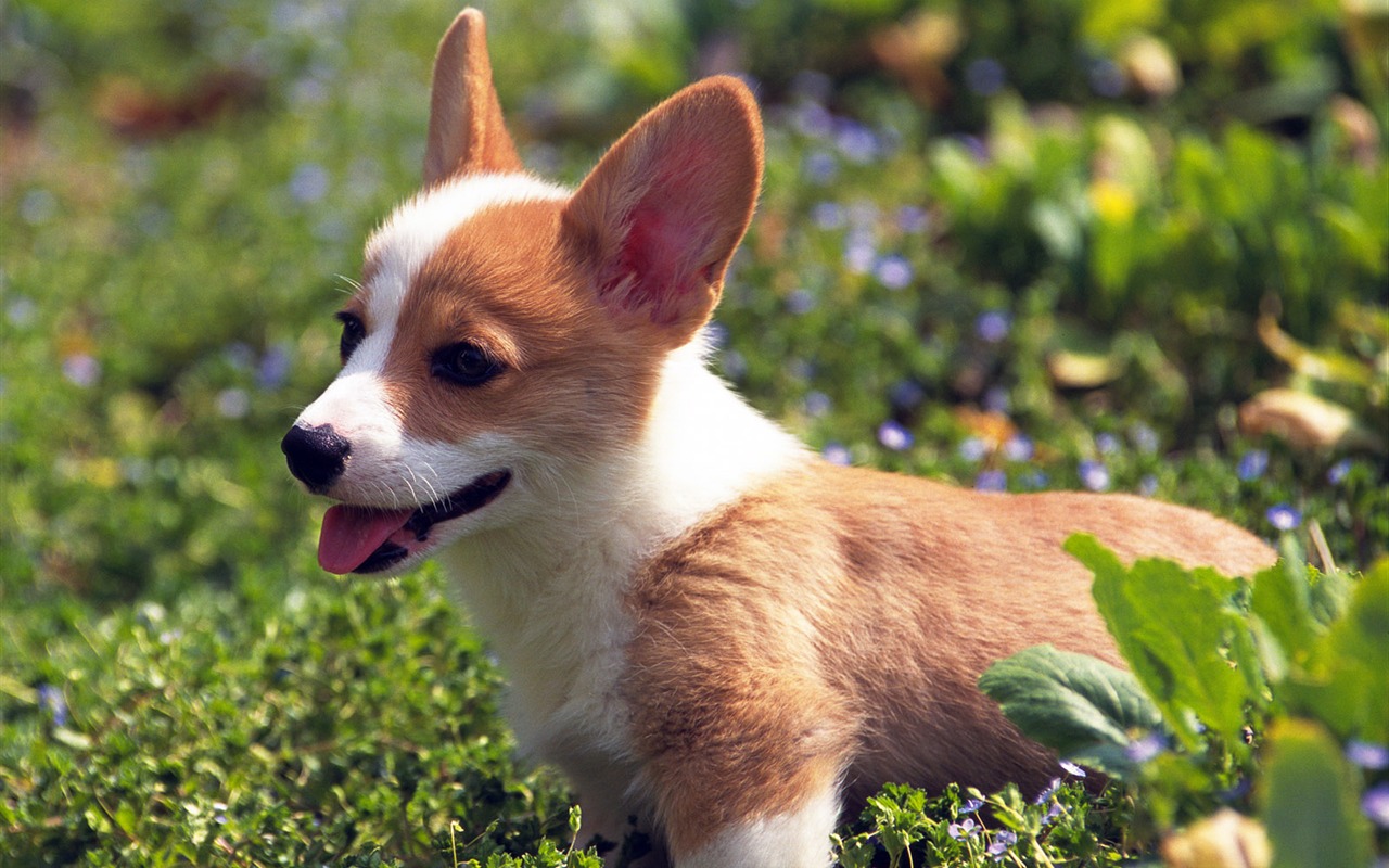 1600 dog photo wallpaper (14) #15 - 1280x800