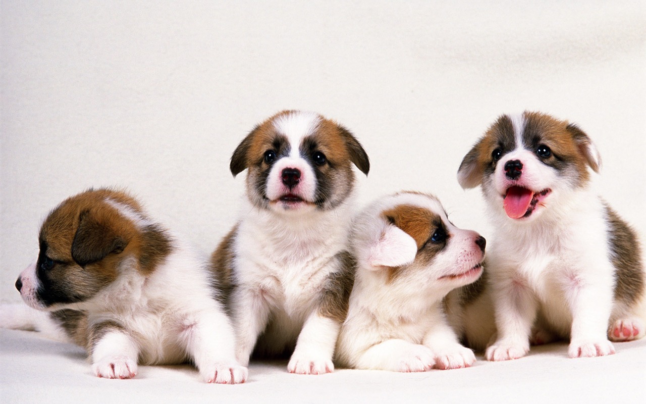 1600 dog photo wallpaper (14) #17 - 1280x800