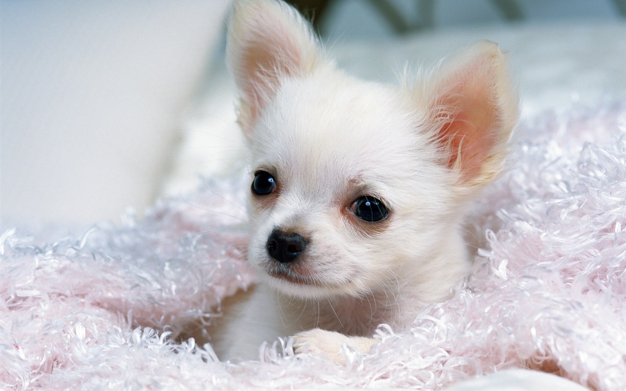1600 dog photo wallpaper (14) #18 - 1280x800