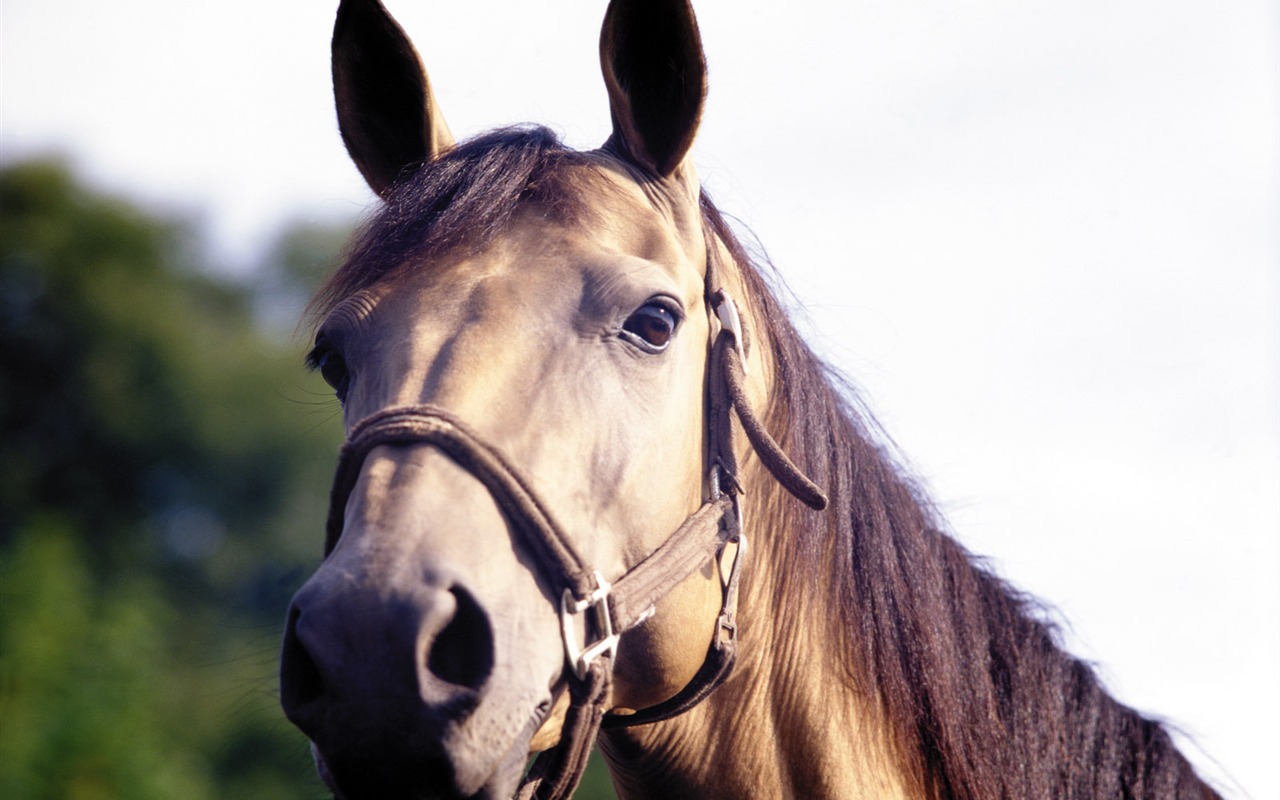 Horse Photo Wallpaper (3) #3 - 1280x800