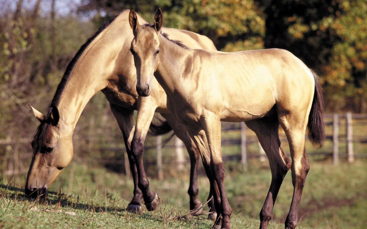 Fondo de pantalla de fotos de caballos (3) #4 - 1280x800