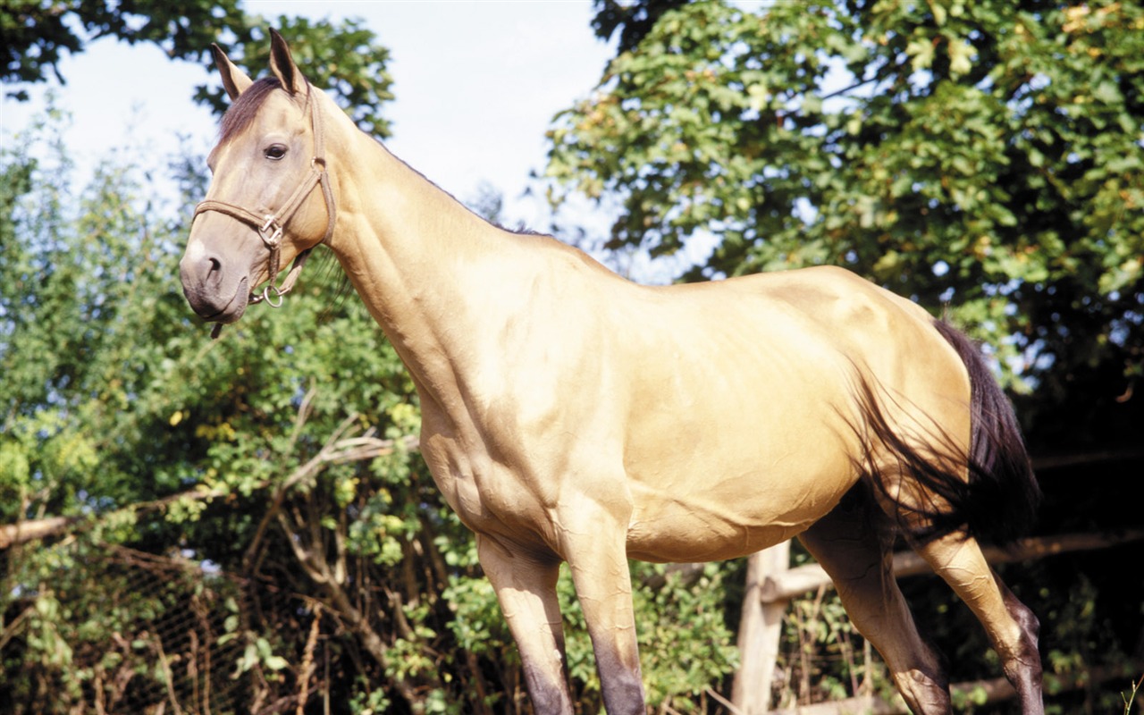 Horse Photo Wallpaper (3) #5 - 1280x800