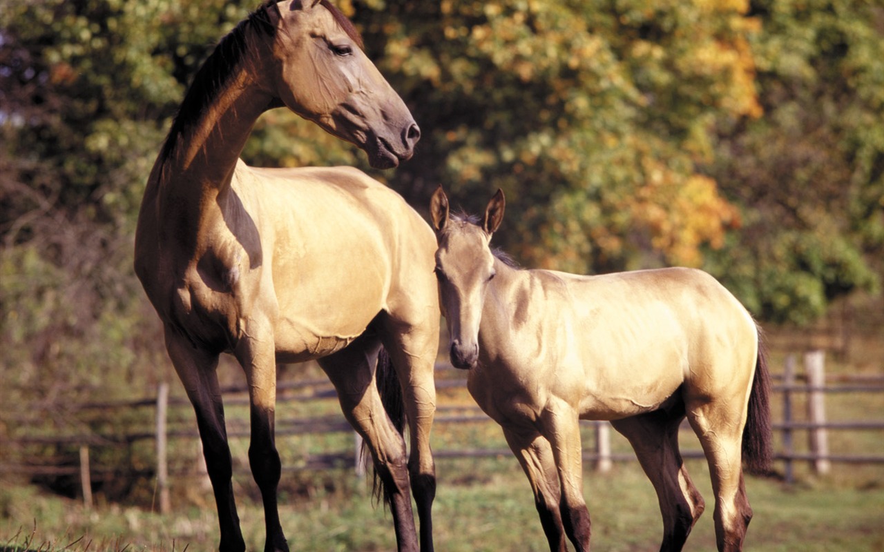 Horse Photo Wallpaper (3) #6 - 1280x800