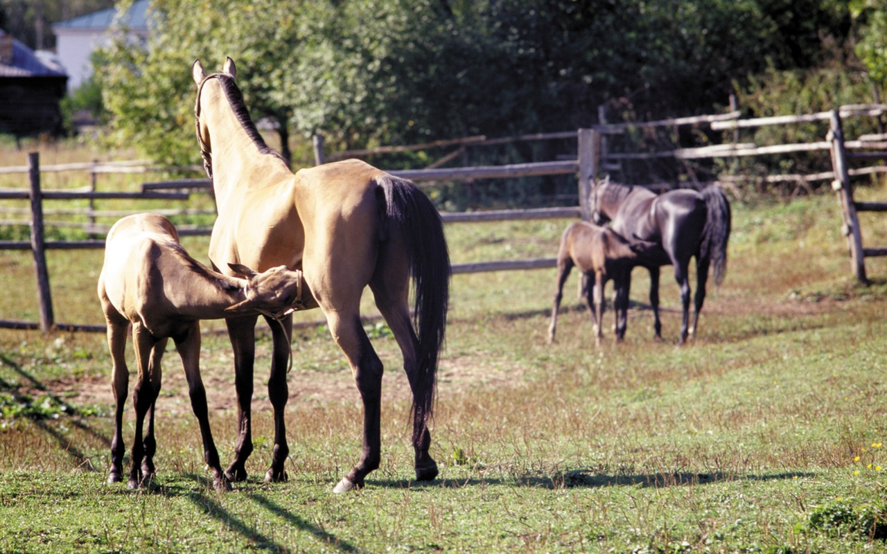 Horse Photo Wallpaper (3) #7 - 1280x800