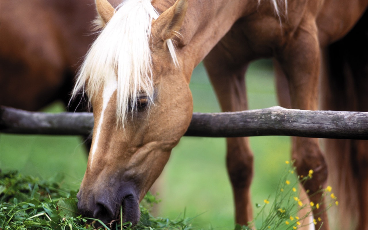 Horse Photo Wallpaper (3) #8 - 1280x800