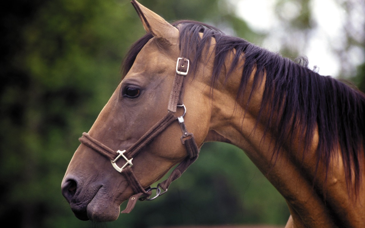 Horse Photo Wallpaper (3) #9 - 1280x800