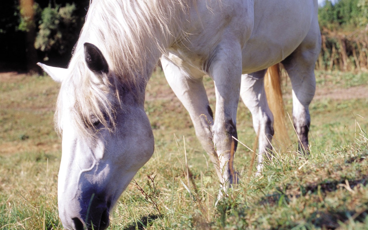 Horse Photo Wallpaper (3) #10 - 1280x800