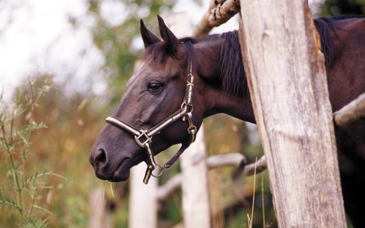 Horse Photo Wallpaper (3) #12 - 1280x800