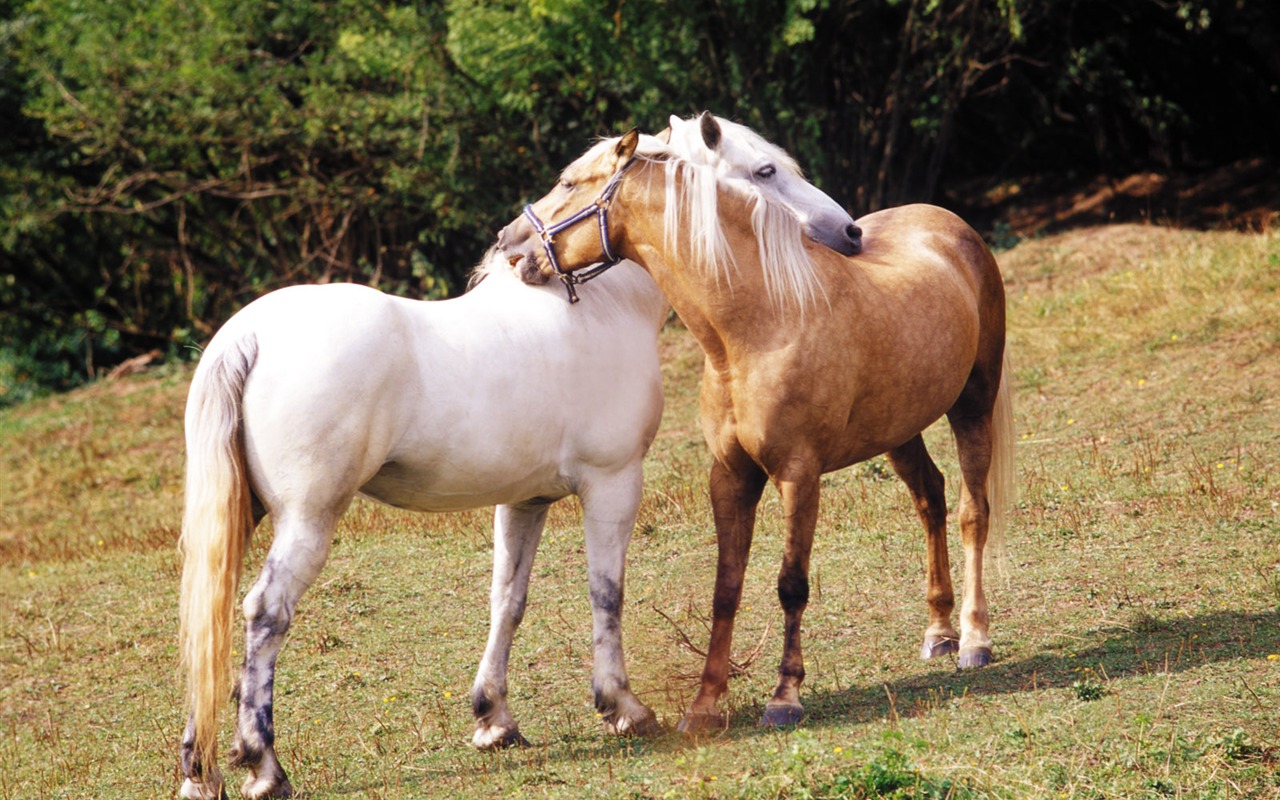 Horse Photo Wallpaper (3) #13 - 1280x800