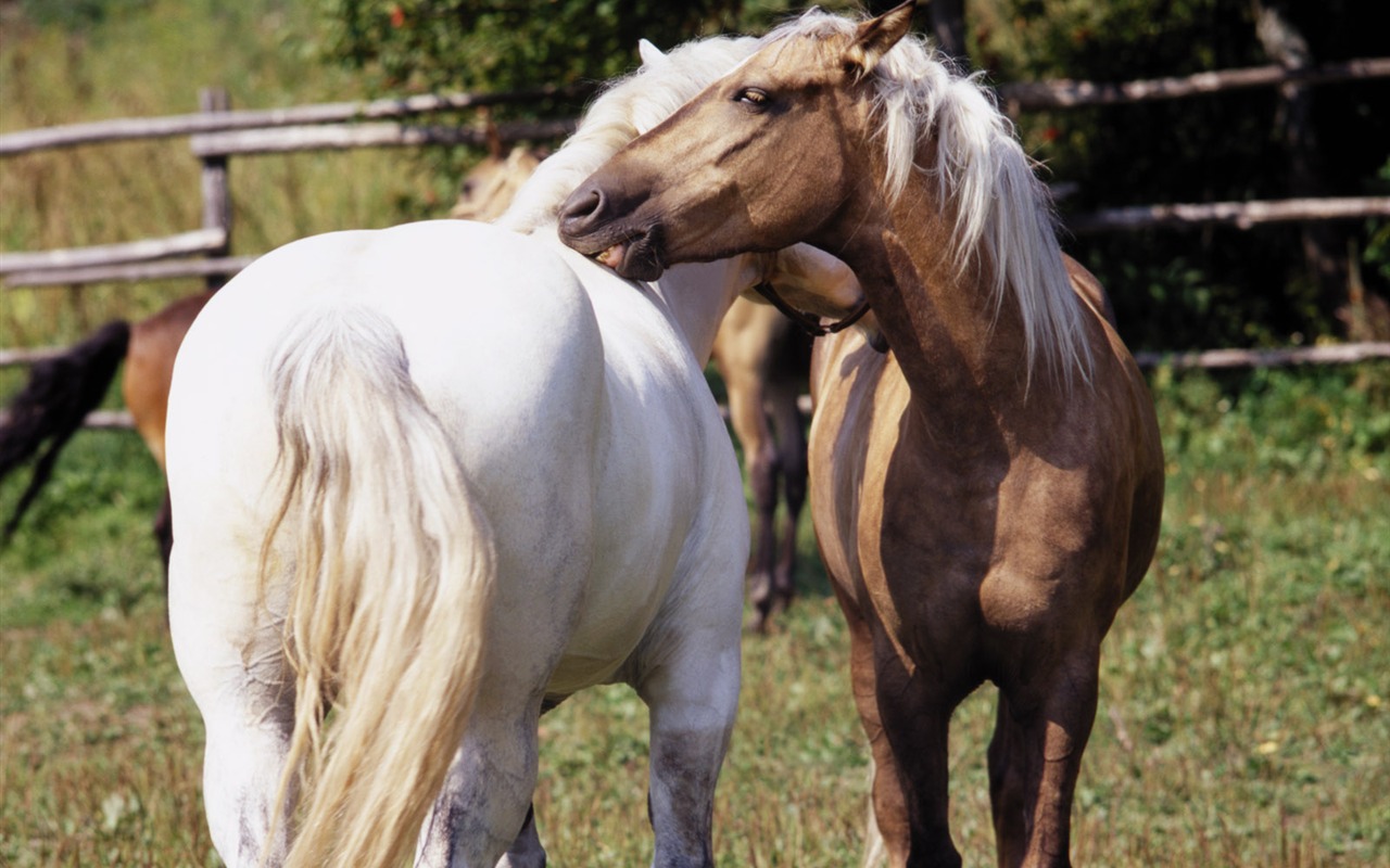 Horse Photo Wallpaper (3) #14 - 1280x800