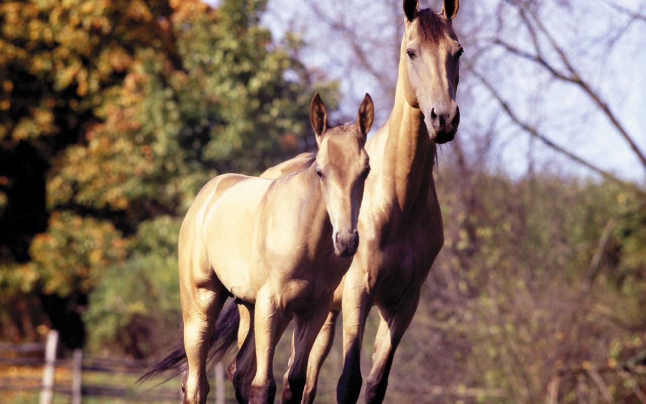 Horse Photo Wallpaper (3) #16 - 1280x800