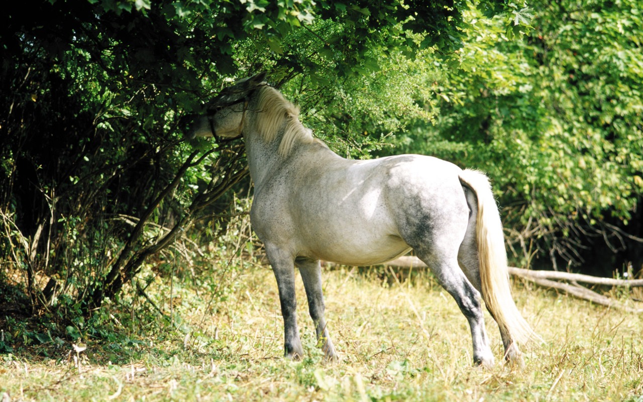 Fond d'écran photo cheval (3) #17 - 1280x800