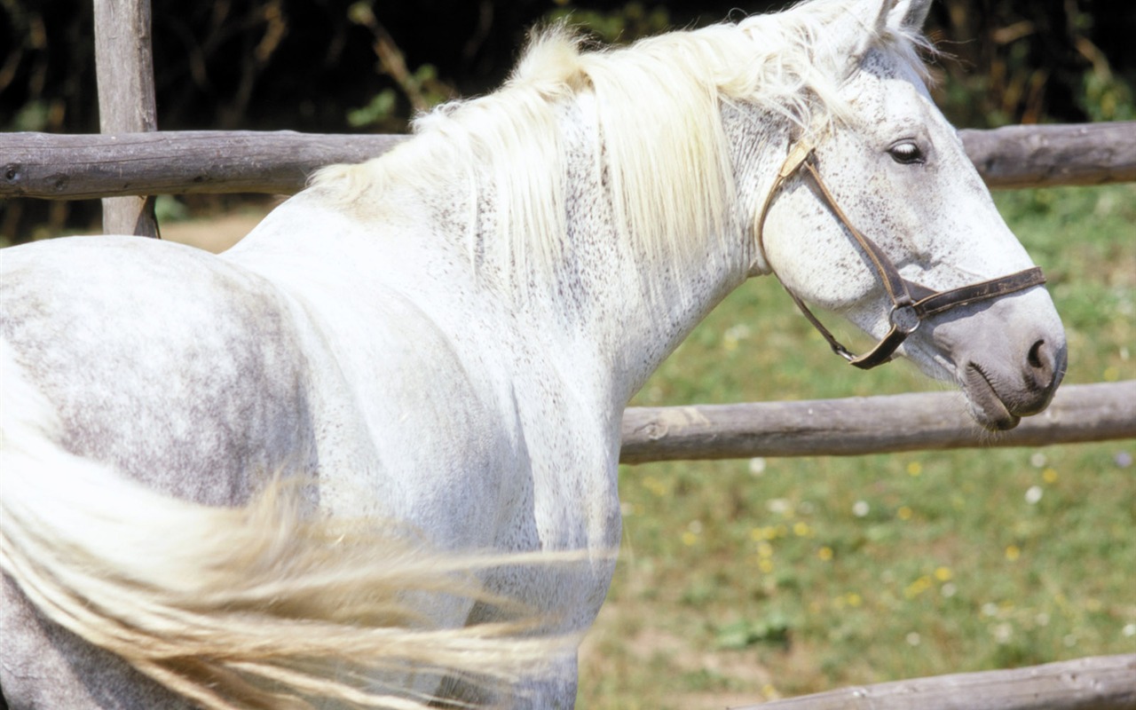 Horse Photo Wallpaper (3) #18 - 1280x800