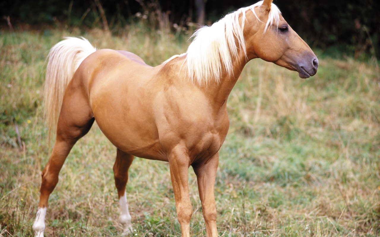 Horse Photo Wallpaper (3) #19 - 1280x800