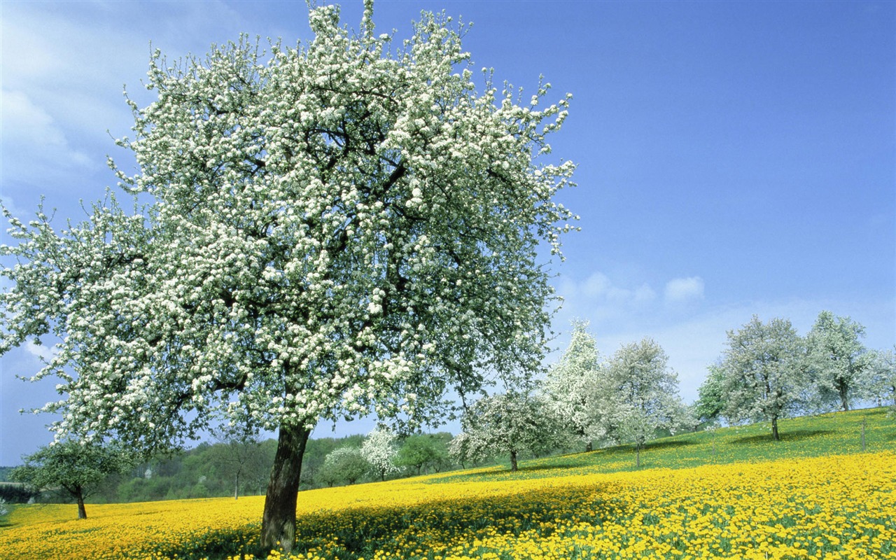 Okouzlující přírodní scenérie HD Wallpaper (1) #4 - 1280x800