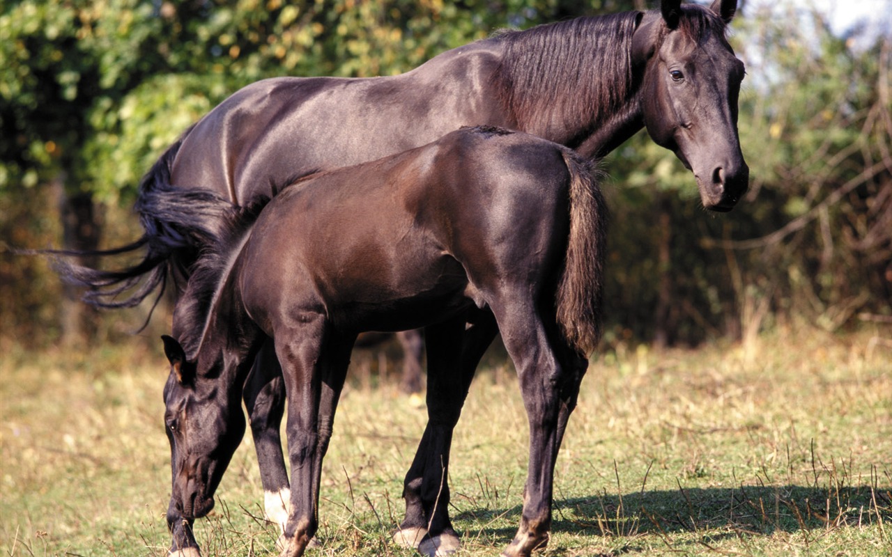 Horse Wallpaper Foto (4) #2 - 1280x800