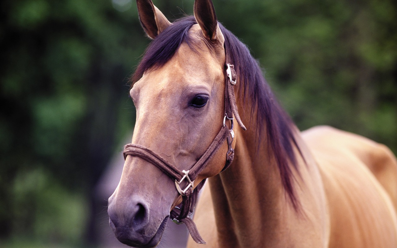 Fond d'écran photo cheval (4) #3 - 1280x800