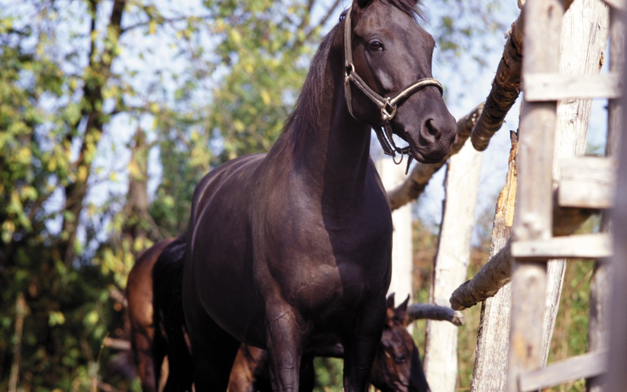 Horse Wallpaper Foto (4) #4 - 1280x800