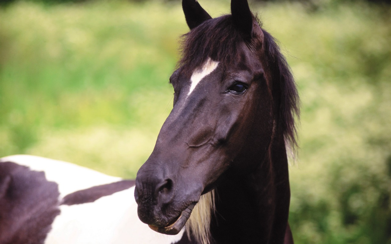 Fond d'écran photo cheval (4) #5 - 1280x800