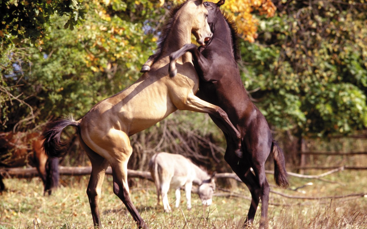 Horse Wallpaper Foto (4) #6 - 1280x800