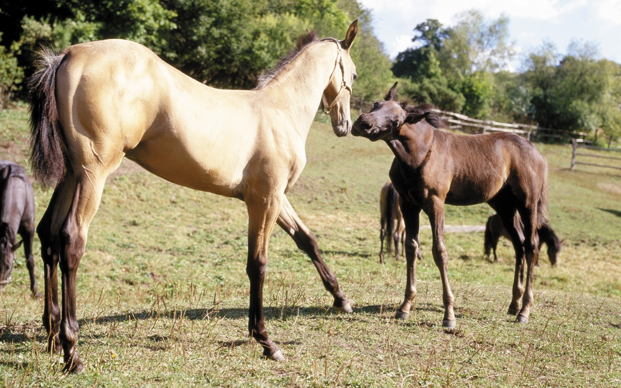 Fond d'écran photo cheval (4) #11 - 1280x800