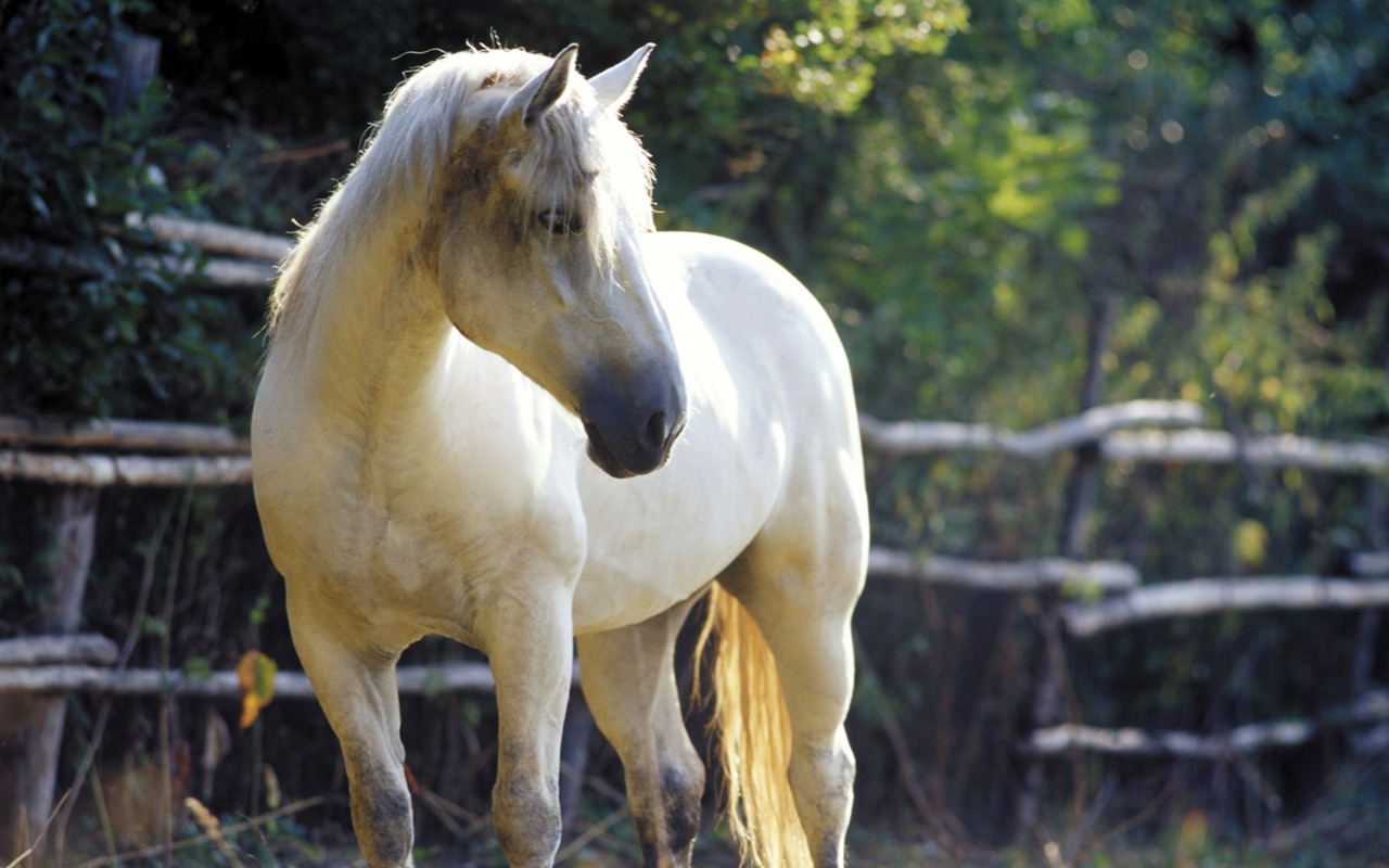 Fond d'écran photo cheval (4) #12 - 1280x800