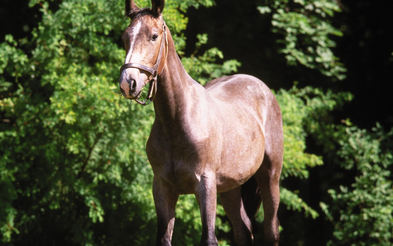 Fond d'écran photo cheval (4) #13 - 1280x800