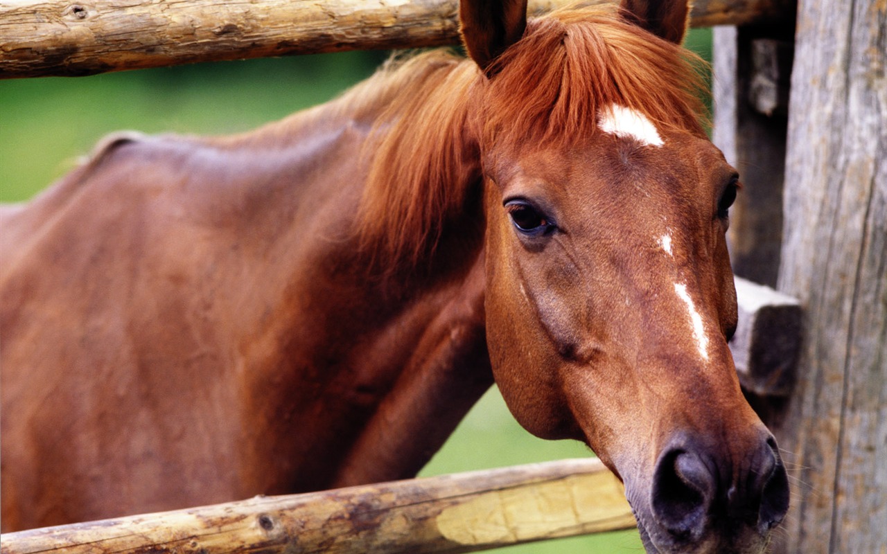 Fond d'écran photo cheval (4) #14 - 1280x800